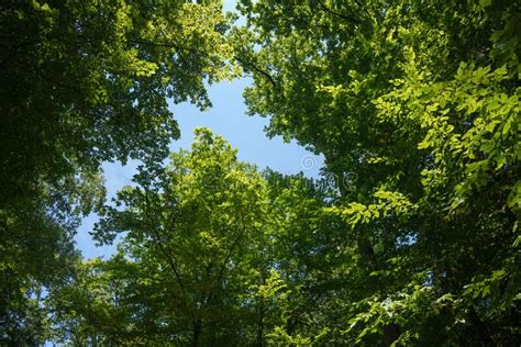 View Into A Dense Deciduous Forest In A Wooded Area In The Palatinate