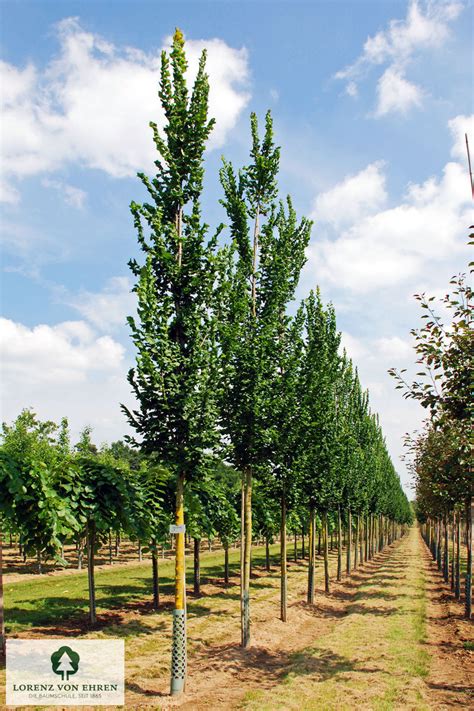 Ulmus Hollandica Columella Baumschule Lve