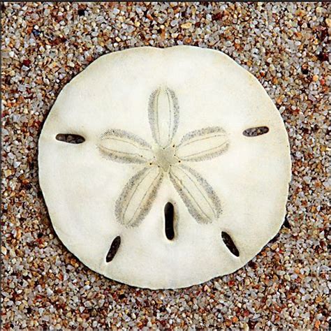 Echinarachnius Parma Sea Urchin The Sand Dollar Seashell Sea Shells