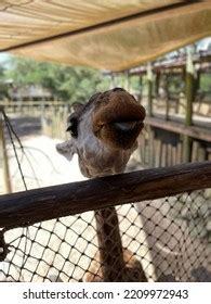 Giraffe Sticking Tongue Out Being Silly Stock Photo 2209972943 ...