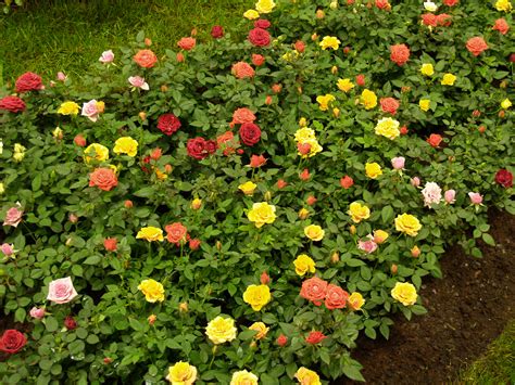 Foto rozenweg rozenpad rozenperk bloemperk rozen