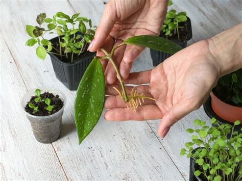 Jardiner A El Trucazo Para Enraizar Cualquier Planta O Esqueje De