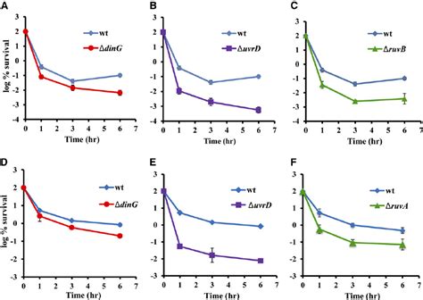 Survival Of The Wild Type And Mutant Strains In Exponential And