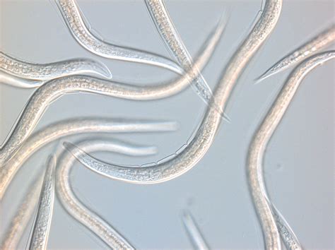 Insight To The Production Of Nematodes Koppert Us