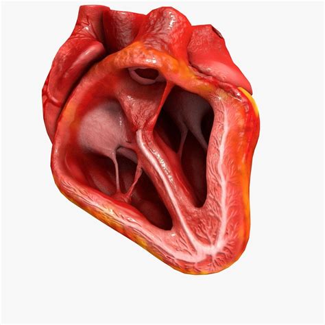 D Model Animated Realistic Human Heart Medically Accurate Vr Ar