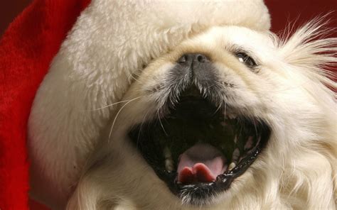 Wallpaper Open Mouth Hat Nose Whiskers Eye Puppy Mug Fluffy