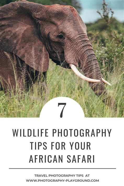 Wildlife Photography Tips Safari Photography Photography Essentials