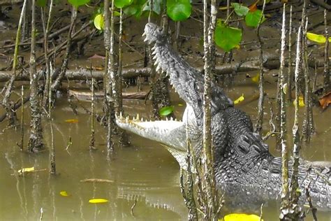 1-Hour Daintree River Wildlife Cruise: Triphobo