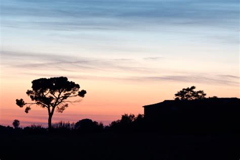 Tuscany Silhouette Stock Photo Download Image Now Pine Tree