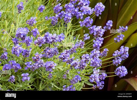 Lavandula Angustifolia Hidcote Stock Photo Alamy