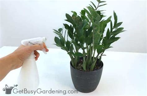 How To Get Rid Of Bugs On Indoor Plants For Good Get Busy Gardening