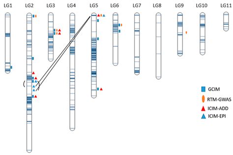 IJMS Free Full Text Quantitative Trait Locus Mapping Of Marsh Spot