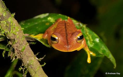 Almendariz S Treefrog Hypsiboas Almendarizae From Ecuador Flickr