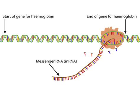 Protein Production Takes Place In All Cells Including Plants