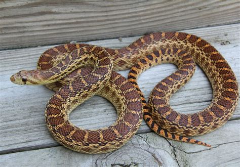 Adult female Pacific Gopher Snake