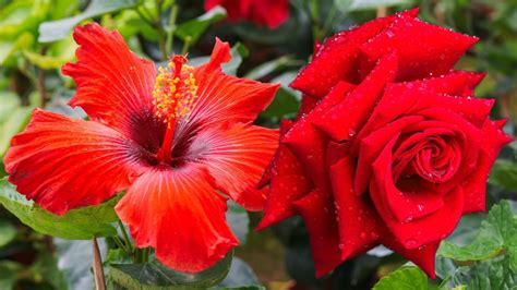 Hibiscus Flower কোমল নয় এই লাল পুষ্প লক্ষ্মীর খুব প্রিয় অর্থ সঙ্কট