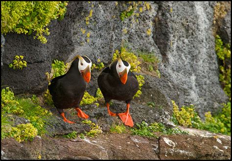 Tufted Puffin Page