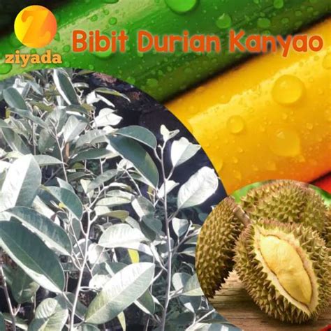 Promo Bibit Tanaman Buah Durian Urian Kanjao Okulasi Siap Tanam Diskon