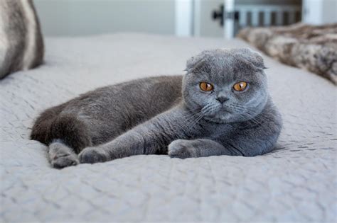 Шотландская вислоухая кошка.