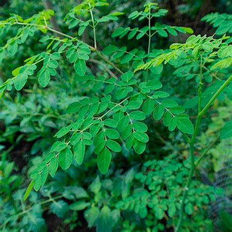 Semillas De Moringa Oleifera