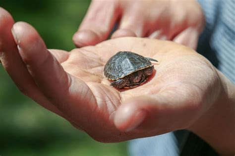 Quel Est Le Prix D Une Tortue D Eau Articles