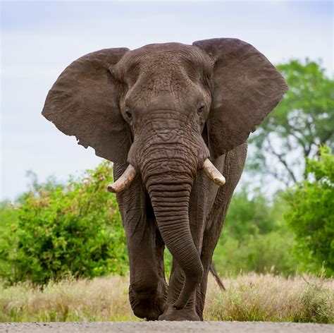 Premium Photo | Closeup of a l towards mearge African Bull elephant ...