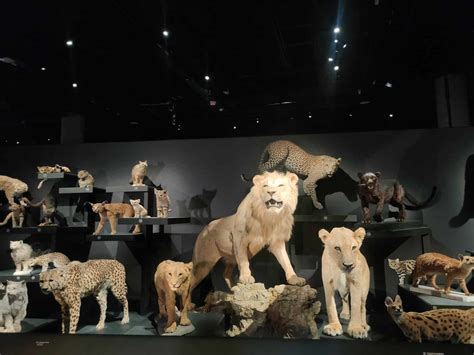 La nouvelle exposition du Muséum National dHistoire Naturelle nous