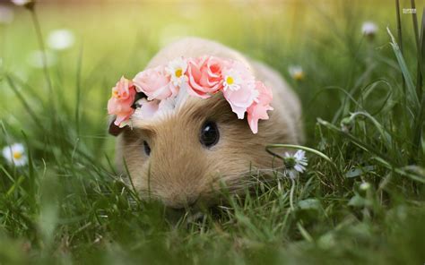 Guinea Pig With A Flower Crown by PrankStarz101 on DeviantArt