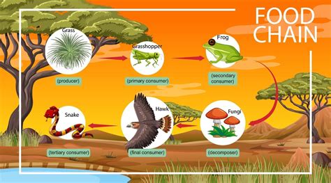 Food chain diagram concept on forest background 2149409 Vector Art at Vecteezy