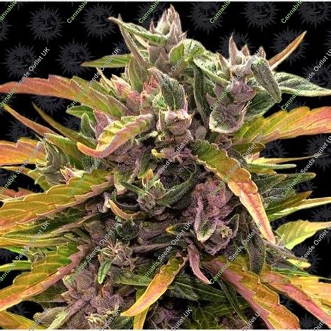 Buy Auto Gorilla Glue By Barneys Farm At Cannabis Seeds Outlet Uk