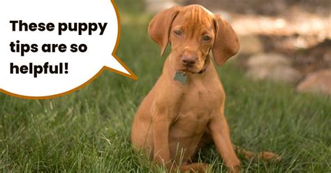 Getting started: training vizsla puppies | It's A Vizsla