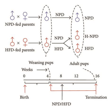 Parental HFD Feeding Promotes Inflammation Proliferative And