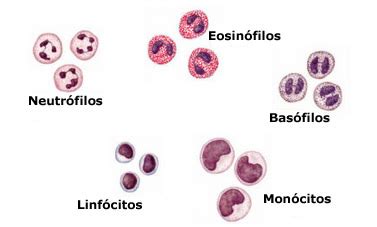 Neutrofilos Bajos Linfocitos Altos Causas