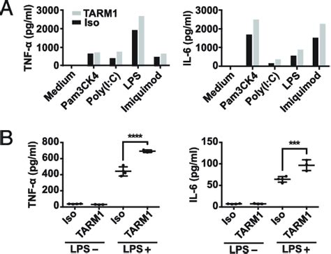 Tarm Costimulates The Secretion Of Proinflammatory Cytokines By