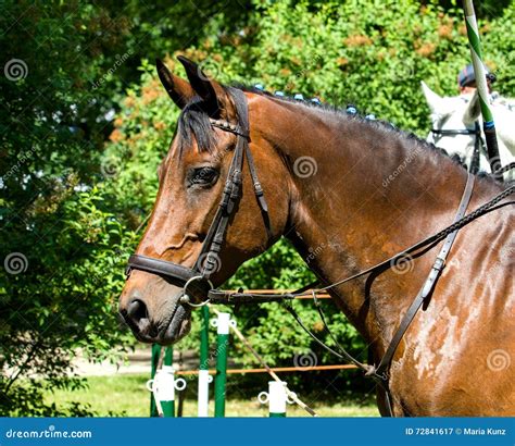 Portrait Of Dark Bay Draft Horse Stock Image Image Of Grass Black