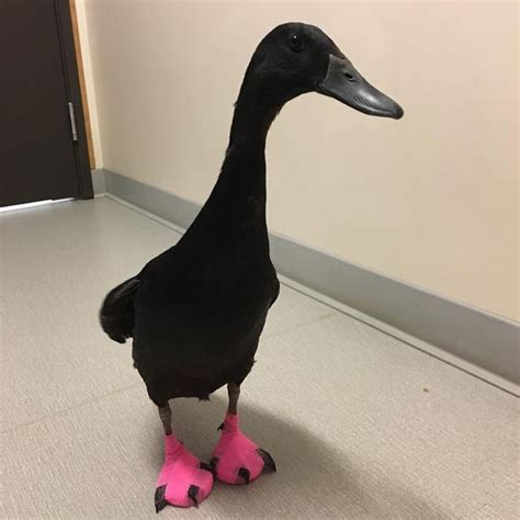 Snape Is A Black Female Indian Runner Duck With A Mild Case Of