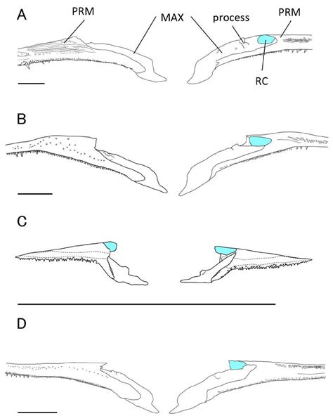 Lateral Views Left And Medial Views Right Of Upper Jaw In A Download Scientific Diagram