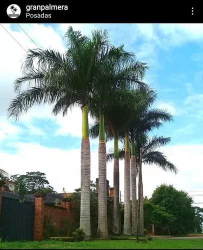 Palmera Imperial Real Cubana Roystonea Regia Granpalmera 2m