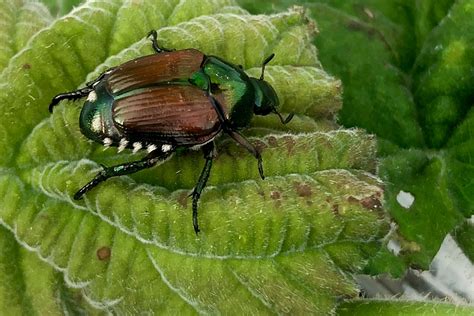 Japanese Beetle Control - Good Earth Garden Center