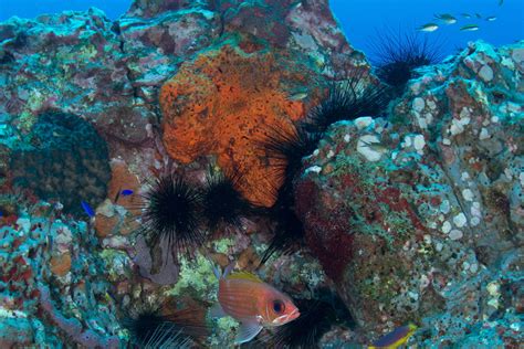 Climate risks for Gulf of Mexico coral reefs spelled out in study ...