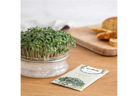 Garten Blumen Pflanzen Gem Se Microgreens Samen Senf