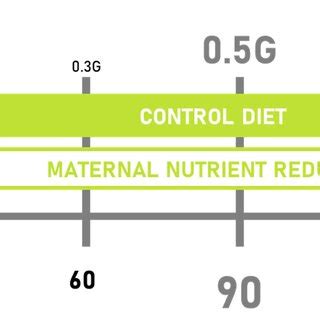 Timeline of maternal nutrition during fetal development. Control ...