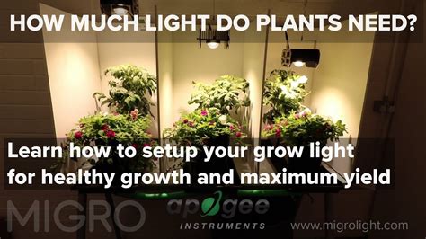 How Much Light Do My Plants Need Timelapse Grow And Yield Results Youtube