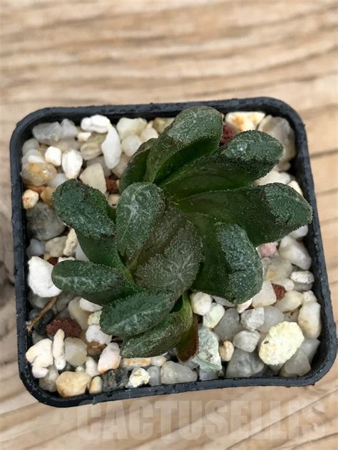 Shpr Haworthia Truncata X Maughanii