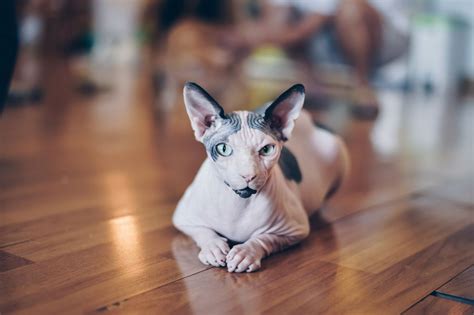 19 Great Facts About Hairless Cats