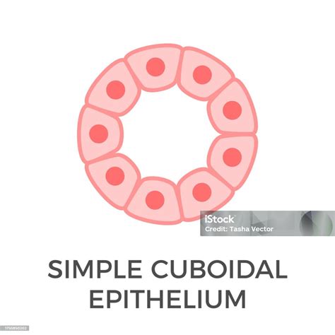 Ilustración De Epitelio Cuboidal Simple Células Epiteliales Tubulares Y Más Vectores Libres De