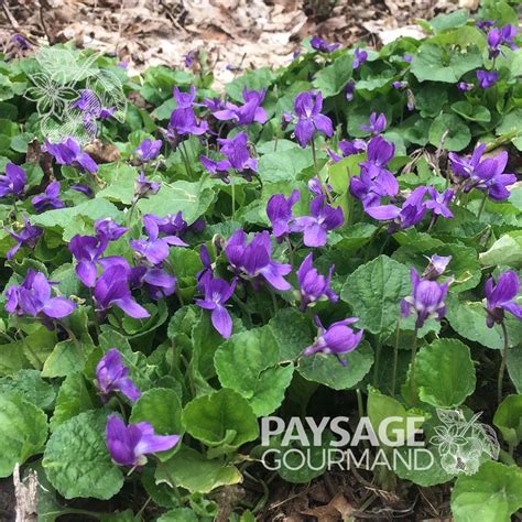 Violette Odorante Viola Odorata Paysage Gourmand