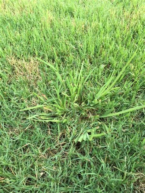 Help Idingtreating Weed In Bermuda Lawn Care Forum