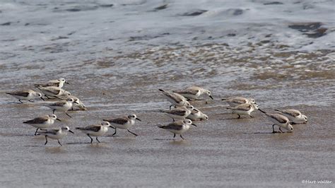 Sanderlings Feeding Malibu Lagoon Ca Img4603 Hartmut Walter Flickr