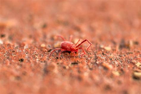 Red Concrete Bugs How To Get Rid Of Concrete Mites How I Get Rid Of